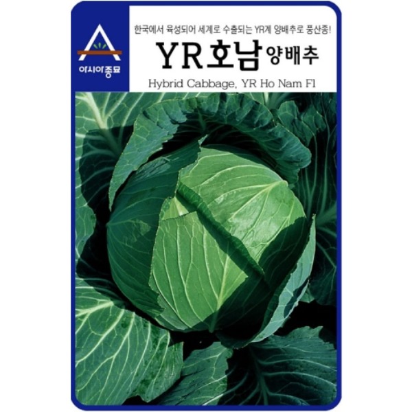 한국에서 육성되어 세계로 수출되는 YR계 양배추로 풍산종