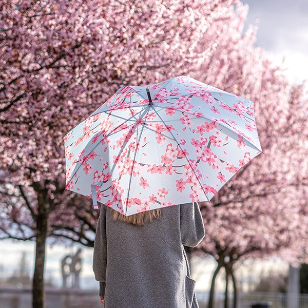 벚꽃 듬뿍 우산